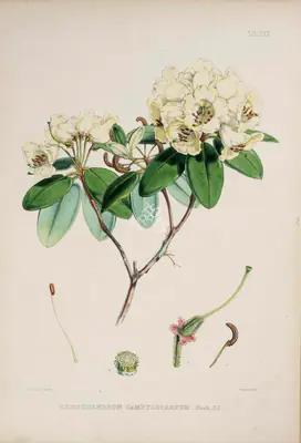 Walter Hood Fitch (Lithographer), Rhododendron Campylocarpum, 1796, Lithograph