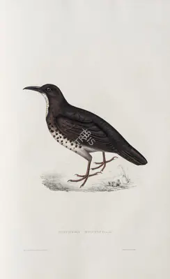 Elizabeth Gould (Lithographer), Zoothera Monticola, 1832, Lithograph