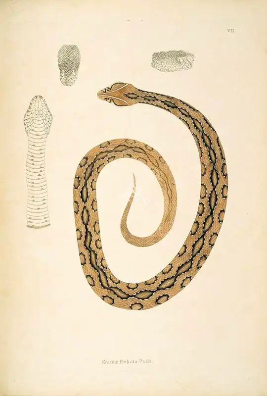William Skelton (Engraver), Katuka Rekula Poda, 1796, Engraving