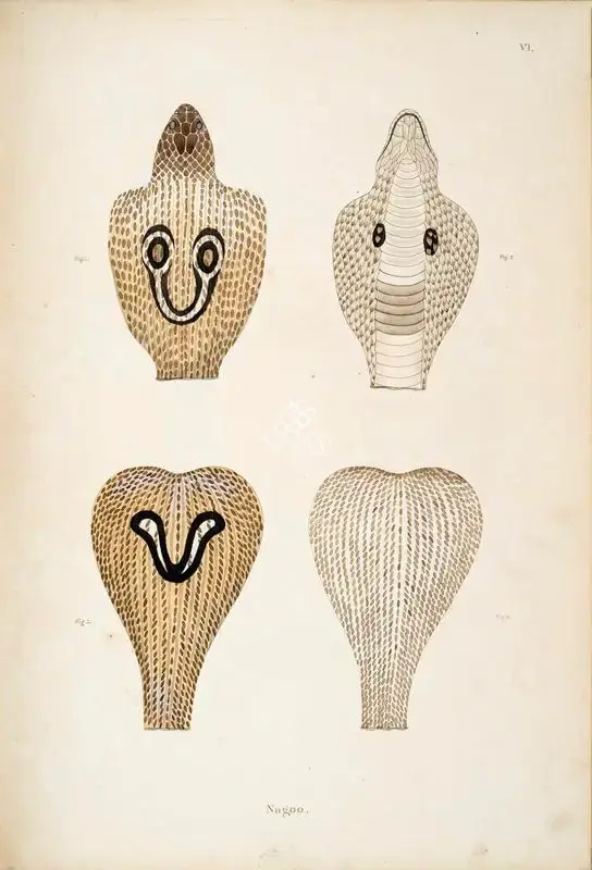 William Skelton (Engraver), Nagoo, 1796, Engraving