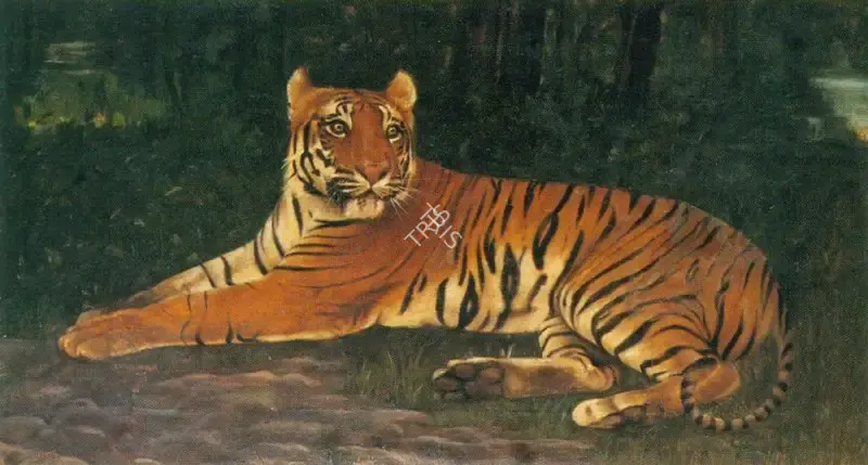 A.H. Muller (Artist), Tiger, Painting