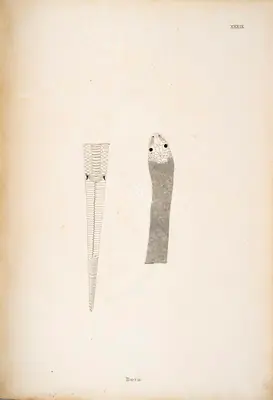 William Skelton (Engraver), Bora, 1796, Engraving