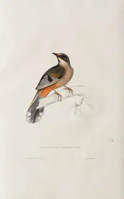 Elizabeth Gould (Lithographer), Cinclosoma Variegatum, 1832, Lithograph