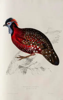 Elizabeth Gould (Lithographer), Tragopan Satyrus, 1832, Lithograph