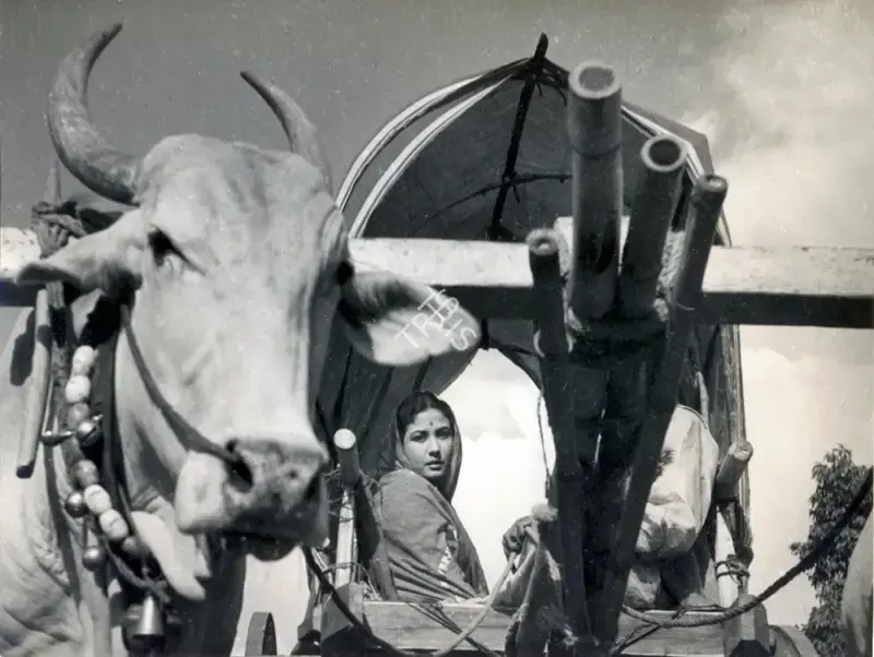 Ranjodh Thakur (Cinematographer), Sahara, 1958, Photographic Still