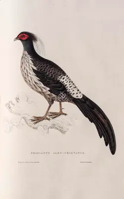 Elizabeth Gould (Lithographer), Phasianus Albo-Cristatus, 1832, Lithograph