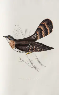 Elizabeth Gould (Lithographer), Cuculus Sparverioides, 1832, Lithograph
