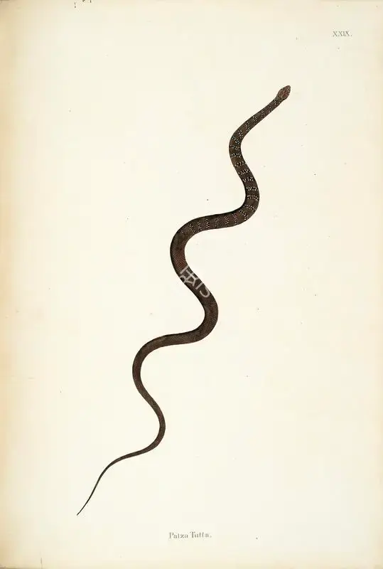 William Skelton (Engraver), Patza Tutta, 1796, Engraving
