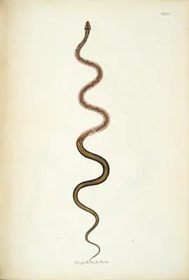 William Skelton (Engraver), Mega Rekula Poda, 1796, Engraving