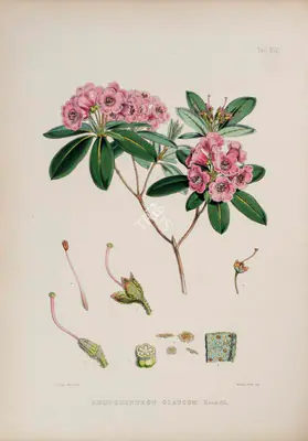 Walter Hood Fitch (Lithographer), Rhododendron Glaucum, 1796, Lithograph