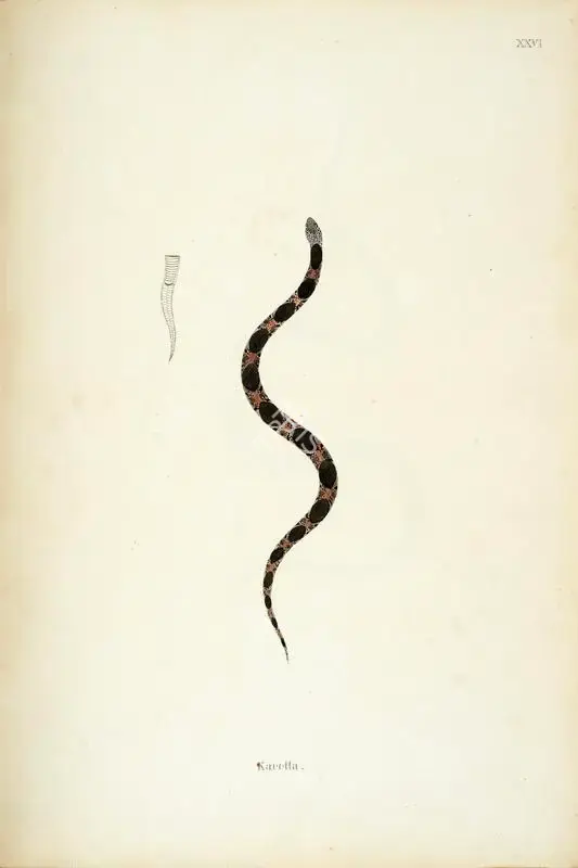 William Skelton (Engraver), Karetta, 1796, Engraving