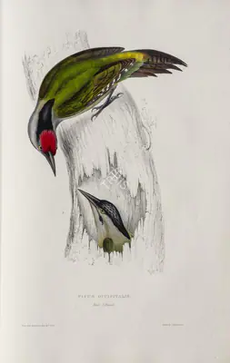 Elizabeth Gould (Lithographer), Picus Occipitalis, 1832, Lithograph