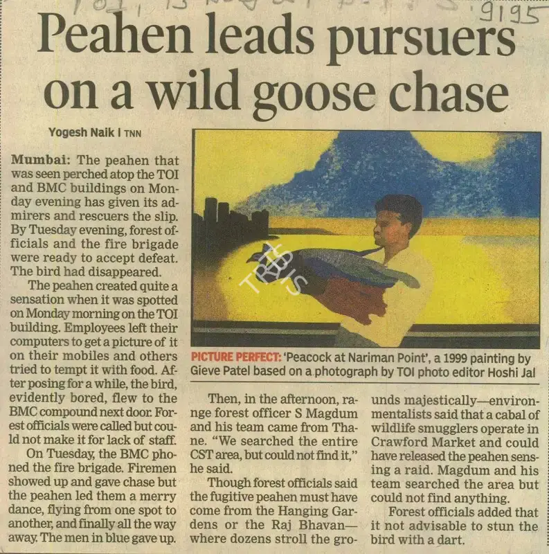 Yogesh Naik (Writer), Peahen Leads Pursuers On a Wild Goose Chase, 2008, Newspaper Clipping