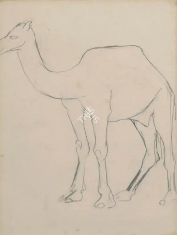 Amrita Sher-Gil (Artist), Sketch of a Camel, 1941, Drawing