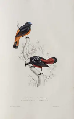 Elizabeth Gould (Lithographer), Phoenicura Frontalis | Phoenicura Leucocephala, 1832, Lithograph