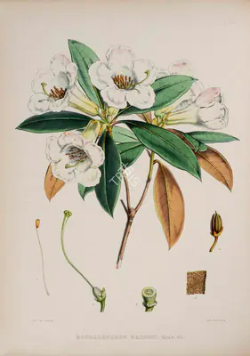 Walter Hood Fitch (Lithographer), Rhododendron Maddeni, 1796, Lithograph