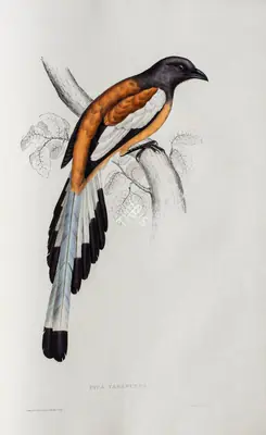 Elizabeth Gould (Lithographer), Pica Vagabunda, 1832, Lithograph
