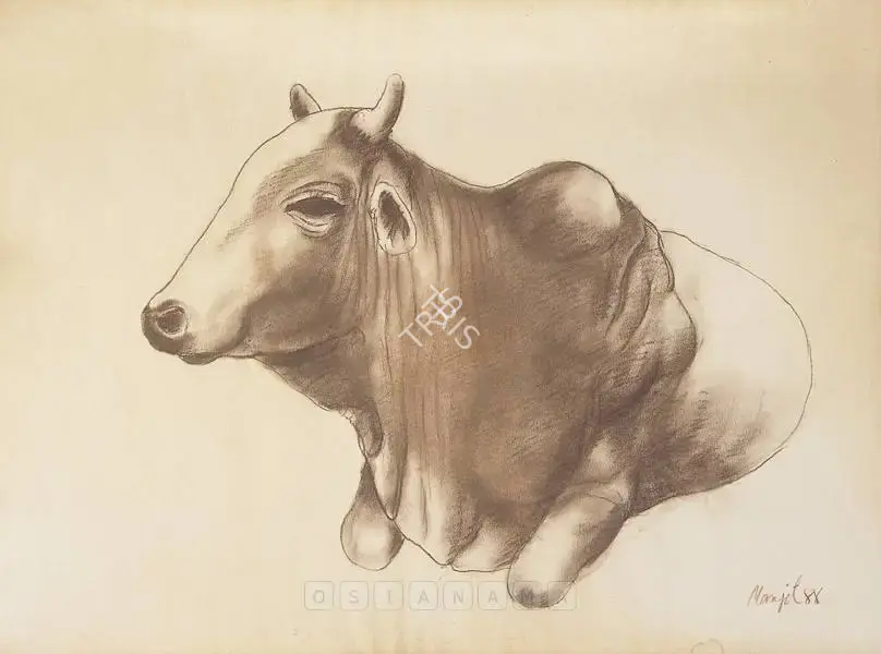 Manjit Bawa (Artist), Study Of Cow, 1988, Drawing
