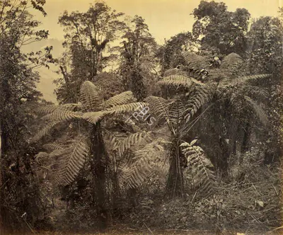 Samuel Bourne (Photographer), Group of Tree Ferns at Lebong - Darjeeling, 1865, Antiquarian Photograph