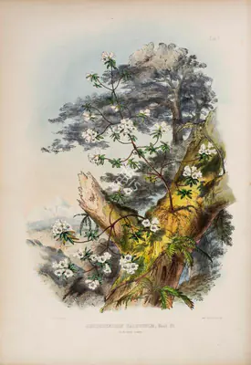 Walter Hood Fitch (Lithographer), Rhododendron Dalhousie, 1796, Lithograph