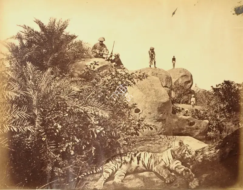 Willoughby Wallace Hooper (Photographer), Tiger Hunt, 1872, Antiquarian Photograph