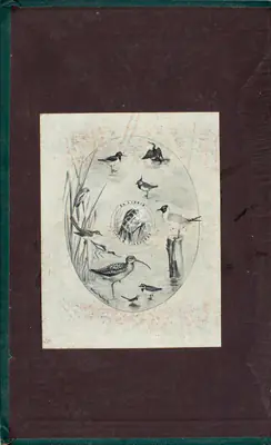 Allan Hume (Editor), Stray Feathers, 1878, Edited Antiquarian Book