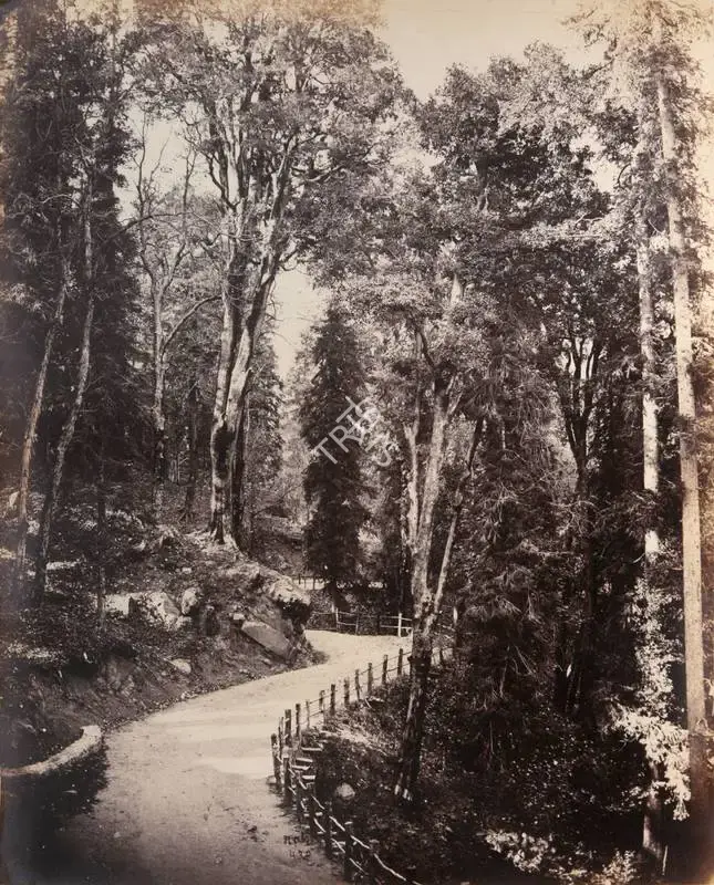 William Baker (Photographer), Murree. Bit in Forest Road, 1868, Antiquarian Photograph