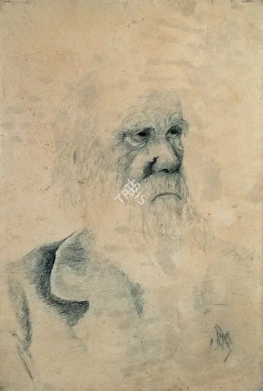 Satish Sinha (Artist), Portrait of an Old Man, 1943, Drawing
