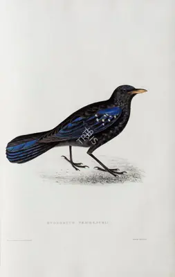 Elizabeth Gould (Lithographer), Myophonus Temminckii, 1832, Lithograph