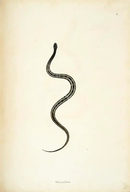William Skelton (Engraver), Wanna Pam, 1796, Engraving