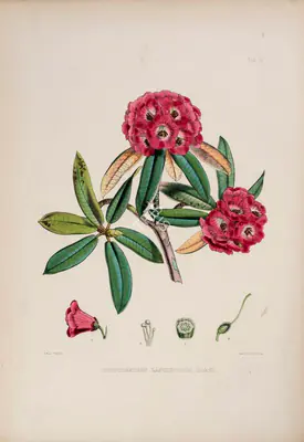 Walter Hood Fitch (Lithographer), Rhododendron Lancifolium, 1796, Lithograph