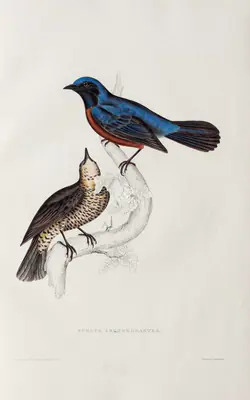 Elizabeth Gould (Lithographer), Turdus Erythrogaster, 1832, Lithograph
