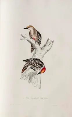 Elizabeth Gould (Lithographer), Picus Mahrattensis, 1832, Lithograph