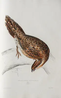 Elizabeth Gould (Lithographer), Phasianus Pucrasia, 1832, Lithograph