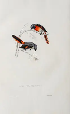 Elizabeth Gould (Lithographer), Phenicornis Peregrina, 1832, Lithograph