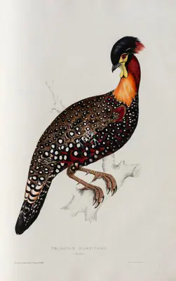 Elizabeth Gould (Lithographer), Tragopan Hastingsii, 1832, Lithograph