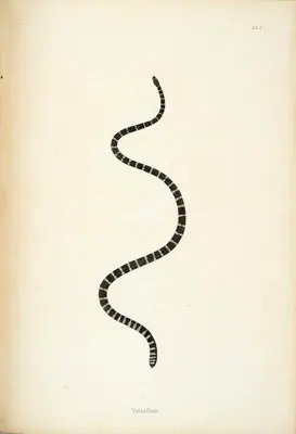 William Skelton (Engraver), Tatta Pam, 1796, Engraving