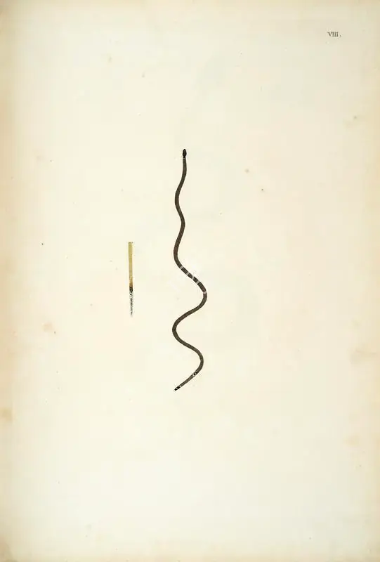William Skelton (Engraver), Untitled, 1796, Engraving