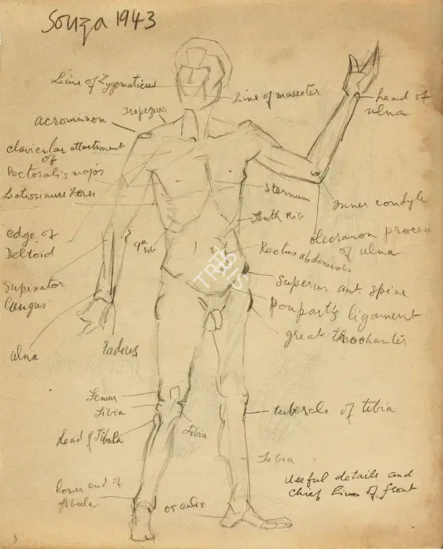 F.N. Souza (Artist), Human Anatomy Studies (Double-sided), 1943, Drawing