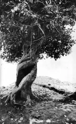 Jyoti Bhatt (Photographer), Untitled, Contemporary Photograph