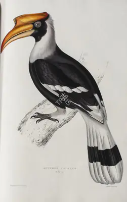 Elizabeth Gould (Lithographer), Buceros Cavatus, 1832, Lithograph