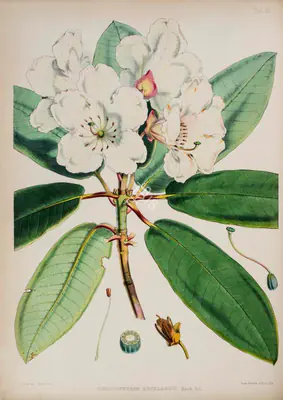 Walter Hood Fitch (Lithographer), Rhododendron Aucklandii, 1796, Lithograph