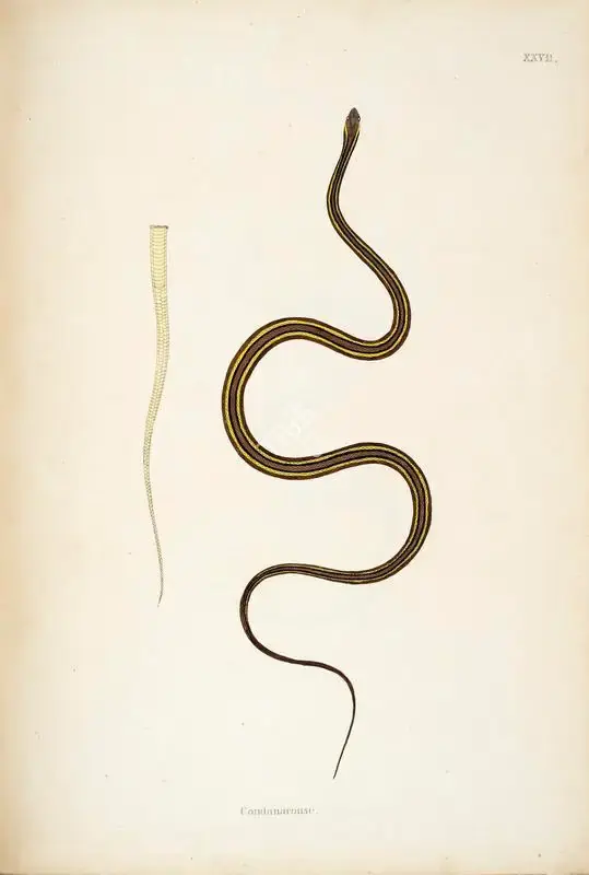 William Skelton (Engraver), Condanarouse, 1796, Engraving
