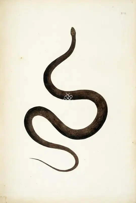 William Skelton (Engraver), Untitled, 1796, Engraving