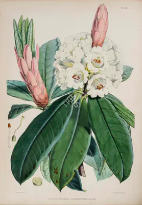 Walter Hood Fitch (Lithographer), Rhododendron Argenteum, 1796, Lithograph