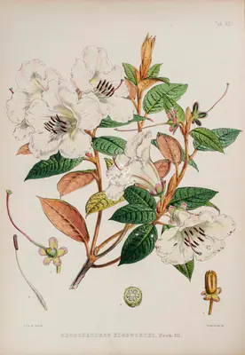 Walter Hood Fitch (Lithographer), Rhododendron Edgeworthii, 1796, Lithograph