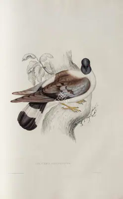 Elizabeth Gould (Lithographer), Columba Leuconota, 1832, Lithograph