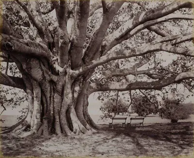 Unknown (Photographer), Tree Study. Botanical Gardens, 1901, Antiquarian Photograph