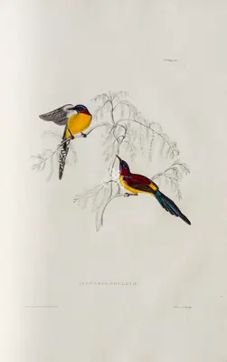 Elizabeth Gould (Lithographer), Cinnyris Gouldie, 1832, Lithograph