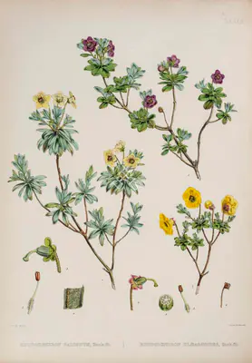 Walter Hood Fitch (Lithographer), Rhododendron Salignum | Rhododendron Eleagnoides, 1796, Lithograph
